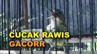 KICAUAN BURUNG CUCAK RAWIS / BAYEMAN | COCOK BUAT PANCINGAN DAN PIKAT