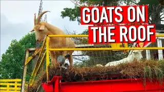 Goats On The Roof - Tiger, Georgia