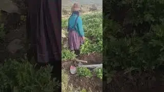Así es en mi campo 