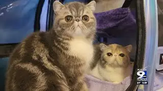 Purrfect cat show comes to Lane Events Center