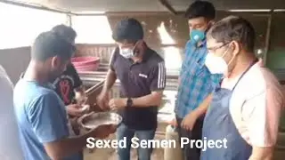 Sexed Semen is key to successful breeding