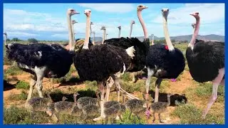 লক্ষ লক্ষ উটপাখির খামার - Amazing Ostrich Farm - Ostrich Farming Technology - ostrich factory