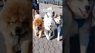 Chow Chow, Samoyed, and Husky meets