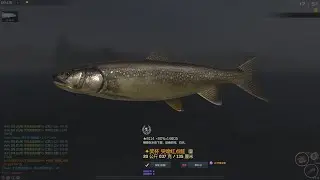 Fisher Online - 26 : Finland - 突吻红點鲑Lake Trout