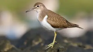 Trinil pantai, yang sering menjengitkan ekornya dengan cara yang khas
