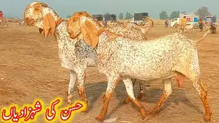  Madrasa bakra update bacchon wali bakriyan top class quality mein gaban bakriyan