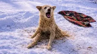 Paralyzed Dog Left In Snow Cries Until Someone Comes Back