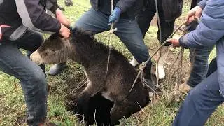 记录农村：闲话还没说完，有人就来喊人了，他家毛驴掉地窖了，没有一家的事是自家的事