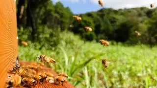 Flight of the honeybee