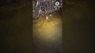 ഇവൻ ചൂണ്ടയിൽ പിടിക്കുമോ #fishing #shorts #short