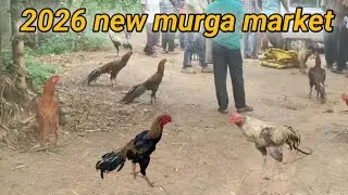 NEW MURGA MARKET IN INDIA 2026 // #murga