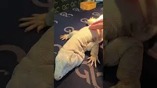 Super Cute: Ivory Tegu 😁 S&uacute;per Lindo: Marfil Tegu