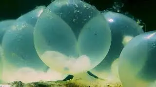 A Lens Under Water (Short Film Trailer) | Ajyal Film Festival 2021