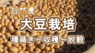【自然農】大豆の栽培　種まき～収穫～脱穀