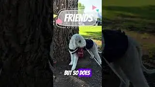 A wise man once said #dog #cute #viralvideo #pets #bedlingtonterrier