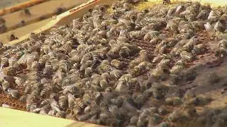 Beekeeping therapy helps Augusta VA veterans battle PTSD, anxiety