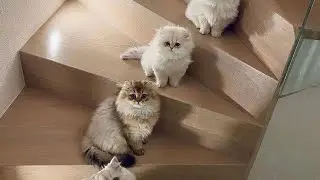 Wow so cute animals || funny cats || cute kittens videos Compilation#11 || #GlobalCats