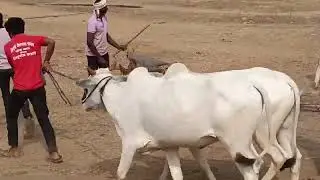 किटाडी शंकरपट 2024  kitadi shankarpat 2024