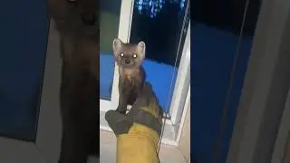 Funny Marten Tries to Sneak into Home!