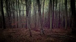 0097 - Forest  Walk