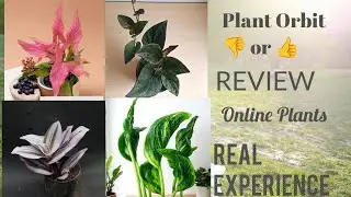 Plant Orbit Review |  Plant Orbit Unboxing @Dshouseplant-haven @Plantorbitfarms 