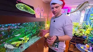 ЧЕМ Я КОРМЛЮ СВОИХ АКВАРИУМНЫХ РЫБОК