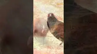 &ldquo;Greater Coucal: Surprising Bird Facts You Didn&rsquo;t Know | Wildlife Short &ndash; Critter Chronicles&rdquo;