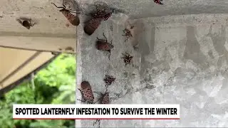 Some spotted lanternflies may survive New England winter