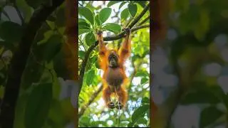 Cute #monkey hanging on tree branch | Funny movement #shorts! #monkeyshort #funnyanimal #funnymonkey