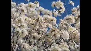 Primavera II - Lizza Bogado