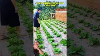 C&oacute;mo sembrar sin plagas y m&aacute;s sano #trucos #plantas #tips #shorts