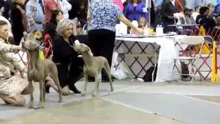 Richmond AKC Conformation Show