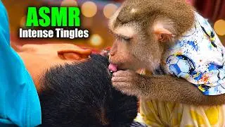 CLOSE-UP Monkey ASMR for INTENSE TINGLE (Tiny Fingers, NO TALKING) | Judy Gently Parts, Picks & Taps