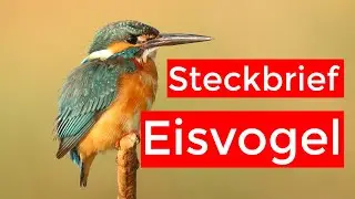 der Eisvogel - Steckbrief | Aussehen, Ruf, Verbreitung und mehr