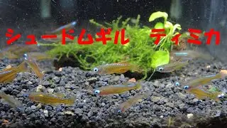 シュードムギルsp.ティミカ