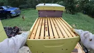 Last Hive Check Before Ordering LOTS of Queen Bees #beekeeping #bees #farming