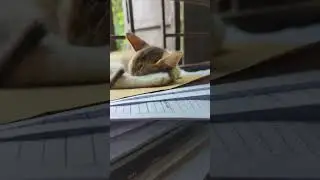 Cat Harmony: Tranquil Purring and Relaxation 🐱🍃