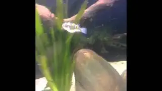 FIGURE 8 / TETRADON BIOCELLATUS   PUFFERS EATING BLOOD WORM