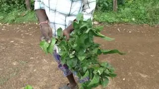 Pankaj Oudhia's Healing Herbs: Diabetes mellitus Type 2 with Delirium. HF-291