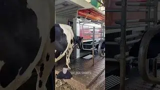 Автоматическое доение коровы 😳🔥 #шортс #delega #shorts #short