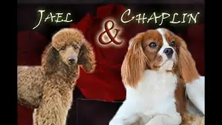 For Adoption! Cavapoo pups from Jael & Chaplin born December 27, 2025