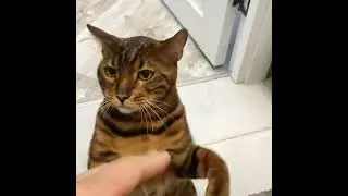 The CAT tries to BOX🥊- Funny cat compilation #1