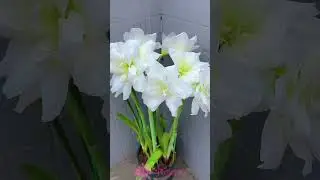 Bunga Amarilis Putih | Beautifull White Amaryllis (Hippeastrum) | Beautifull Flower in the Garden