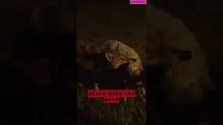 Crazy Wolf Attack on sheep ranch 🐺🥶🥶 #WolfAttack #PredatorPreyDynamics