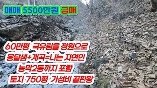 영월 마차토지(251226) 깊은산속 자연인 토지로 차량진인 가능합니다