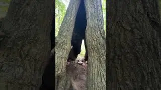 Woman finds an incredible tree in the woods!