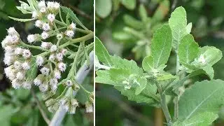 Pluchea indica Indian camphorweed