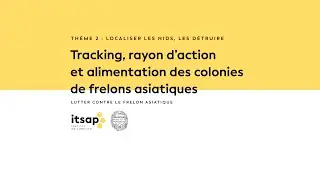 Lutter contre le frelon asiatique - Thème 2 - Localiser les nids, les détruire - Partie 1