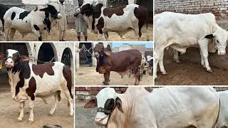 23 Bachry For Sale In Multan Gulabi,Brahman Or Panday Bachry @SSTvs@SSTvs