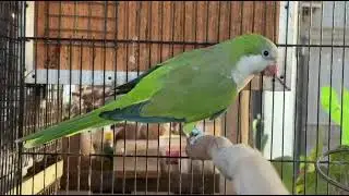 green monk parrot breeding pair with DNA 